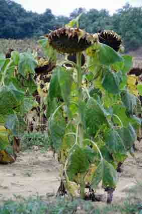 Marche des tournesols