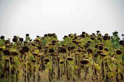 Marche des tournesols