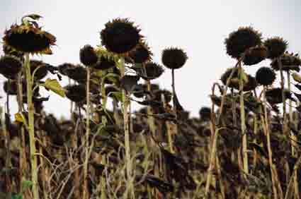 Marche des tournesols
