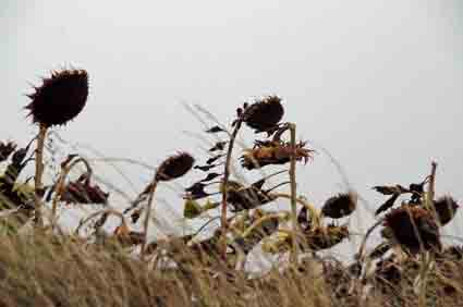 Marche des tournesols