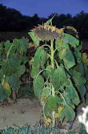 Marche des tournesols