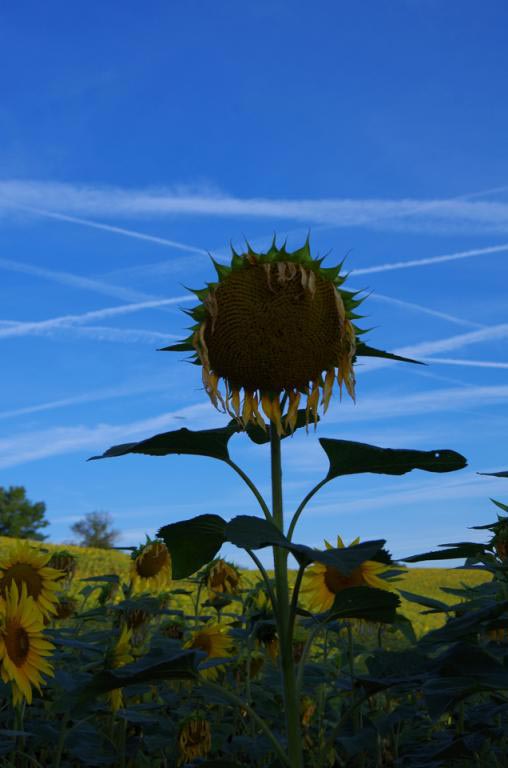 Marche des tournesols