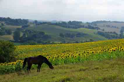 Marche des tournesols