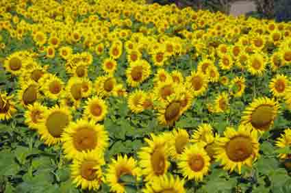 Marche des tournesols