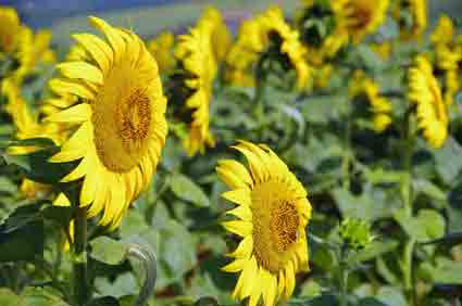 Marche des tournesols