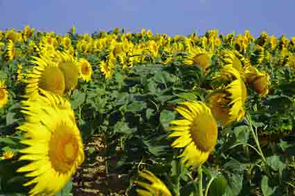 Marche des tournesols
