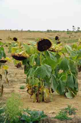 Marche des tournesols