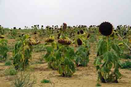 Marche des tournesols